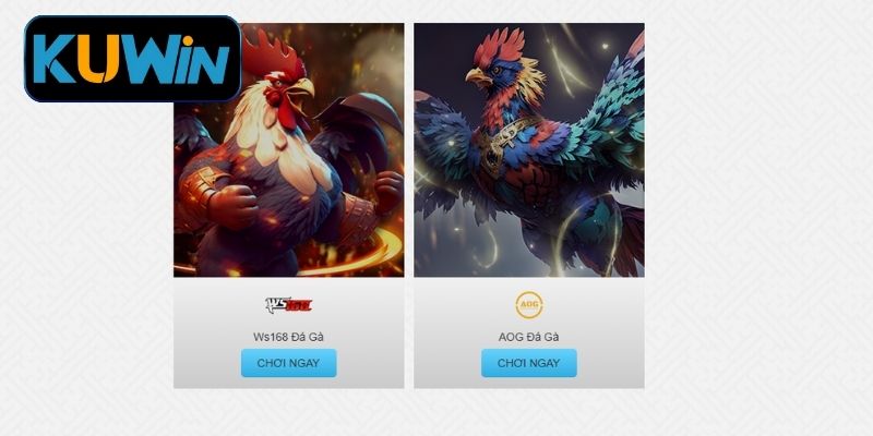 Kuwin Cá cược đá gà sôi động